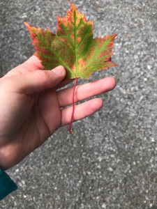 12E4234C-D1A3-4588-A7A4-B14771A28901